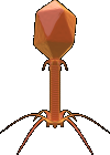 Bakteriophage